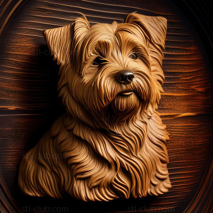 st Norfolk Terrier dog